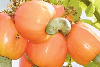 Cashew nuts.
