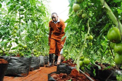 A farmer inspects his tomatoes in his greenhouse on his farm in Mathakwa-ini in Tetu (file photo).