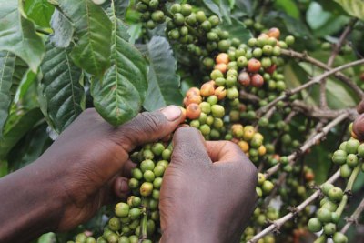 A farmer picks coffee beans (file photo).