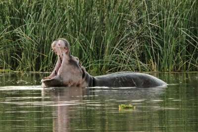 Hippopotamus amphibius in Lake Chamo, Ethiopia.