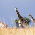 See East Africa this Easter