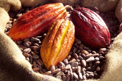 Cacao