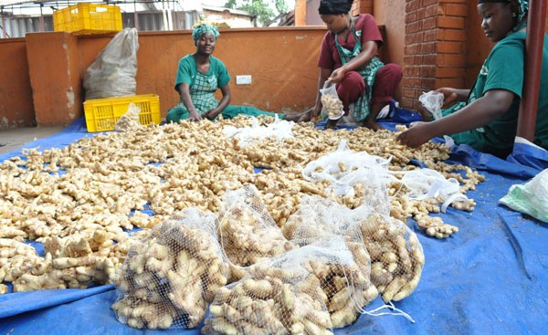 Africa: No, Mixture of Guava Leaves, Ginseng Root, Ginger and Lemons Can't Cure Blocked Fallopian Tubes or Endometriosis thumbnail