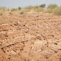 Paleontologists Discover New Species of Dinosaur in Tanzania