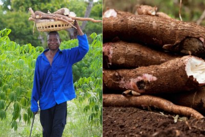 Cassava.