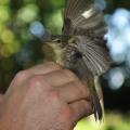 Photo Essay - 6 Endangered Birds That You Can Still See in Seychelles