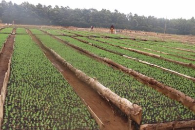 Tanzanian VP launches tree-planting drive.