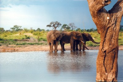 Young male elephants hang around in bachelor herds in Hwange National Park.