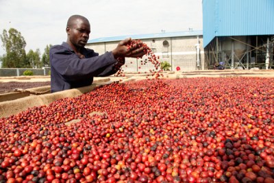 A farmer dries coffee (file photo).