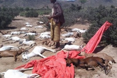 Devastation left by Cyclone Sagar
