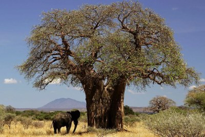 Baobab tree.