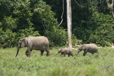 Elephant family (file photo).