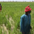 Mali Villagers Enlist Irrigation to Ward Off Extremism