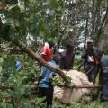 Not Pub Hopping ... Tree Hopping Says Kenya's Farmers
