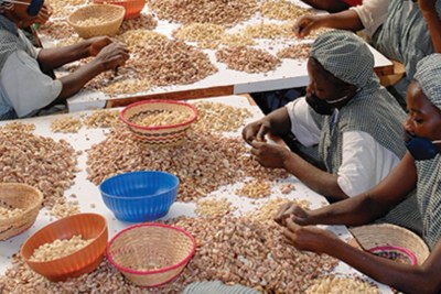 Tanzania is prepared to start processing 5,000 tonnes of cashew nuts per year at the Chinese Sunshine industry