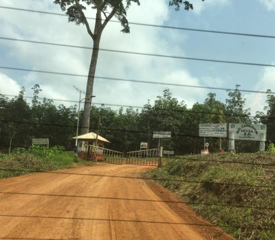 Rubber Plantation Destroying the LiveliHood of Cameroon Communities