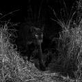 Black Leopard - The Most Elusive Cat in Africa