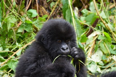 Gorillas are a tourist draw-card in East Africa.