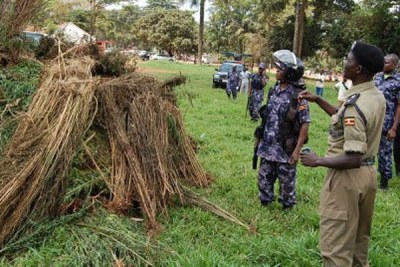 Police officers burn marijuana in Buikwe District. Uganda has laws prohibiting Marijuana production without clearance from the health ministry.