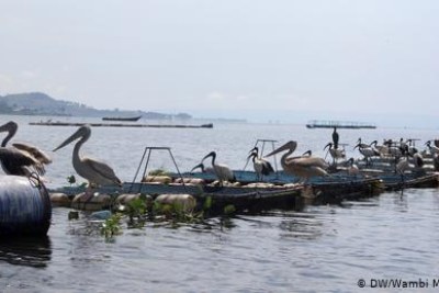 Perching birds are a common sight on the floating fish cages of the SON Fish Farm around Bugungu, on the Lake Victoria shoreline. The birds feed on wild fish which are attracted to the floating cages by the food that slips through the bars and into the open water. One cage can hold up to 5,000 male fish — males are preferred because they grow faster.