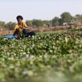 Burkinabe Woman Turns Menace of Water Hyacinth Into Biogas