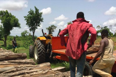 Environmental Investigation Agency (EIA-U.S)' estimates that since 2012, over 540,000 tons of rosewood – the equivalent of 23,478 twenty-foot containers or approximately 6 million trees – were illegally harvested and imported into China from Ghana while bans on harvest and trade have been in place.