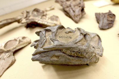 Ngwevu skull in collection.