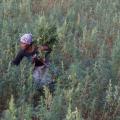 Small-Scale Growers Fear Exclusion from Legal South African Trade