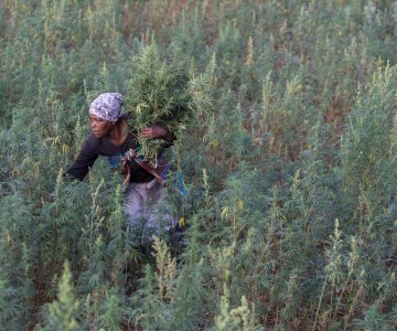 Small-Scale Growers Fear Exclusion from Legal South African Trade