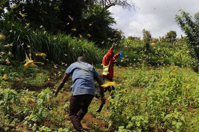 Farmers try to scare away desert locusts (file photo).