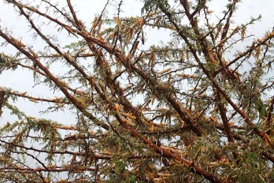 Desert locusts destroy vegetation at Mukinyai Farm in Kenya's Nakuru County.