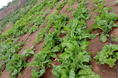 Natiira Ateni Farmers Produce Crops For Market, Own Use After Borehole Installation