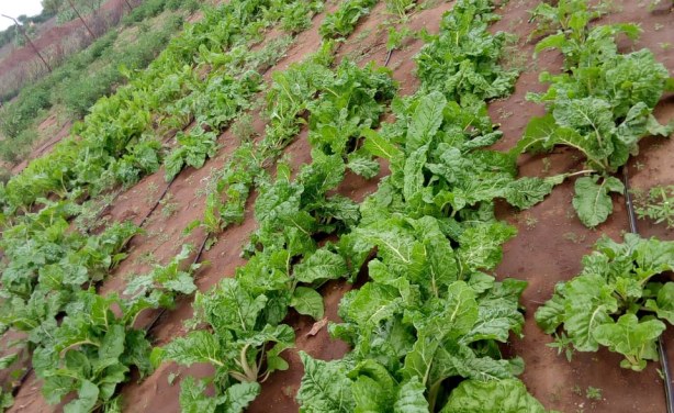 Natiira Ateni Farmers Produce Crops For Market, Own Use After Borehole Installation