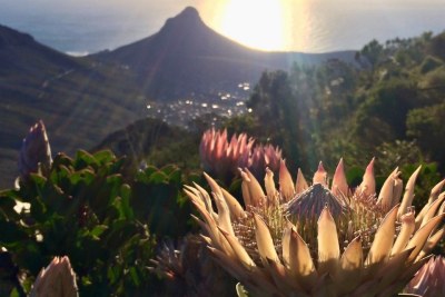 The fynbos region has seen the second-worst number of plant extinctions in the world (file photo).