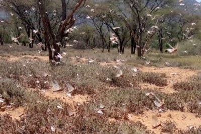 Desert locusts in Legarde, Samburu East on August 19.