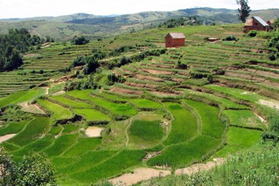 Agricultural terraces near Ambalandingana, Madagascar.