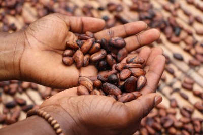 Drying cocoa beans in Ivory Coast (file photo).