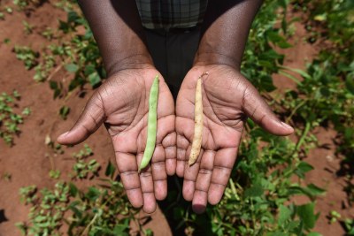 A trial of drought-tolerant beans in Malawi. The pod from the drought tolerant variety is yellow, indicating early maturity, enabling the plant to escape drought.