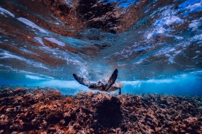 sea life, sea turtle
