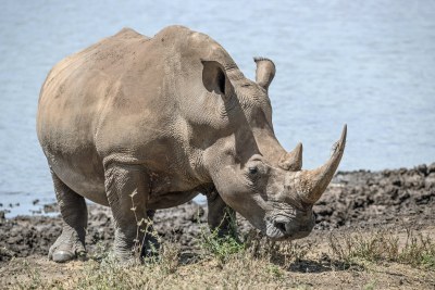 A  white rhino in the Lewa Conservancy (file photo).