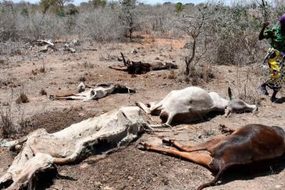 Taaabu Kahindo Gogo from Dingiria village in Ganze, Kilifi County lost 20 cows to drought last month.