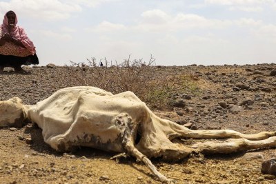 Severe drought is killing livestock in the pastoralist community of Higlo Kebele in Ethiopia (file photo).