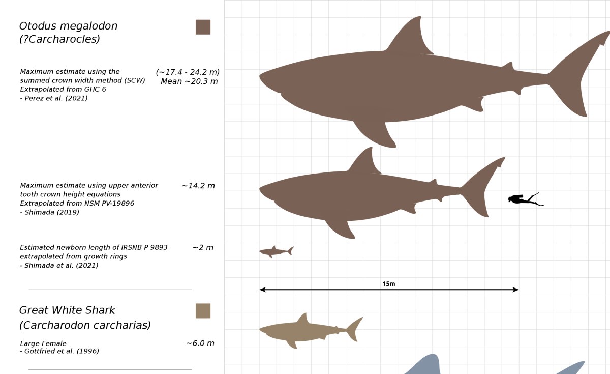 Africa: Ancient Megalodon Super-Predators Could Swallow a Great White Shark  Whole, New Model Reveals - allAfrica.com, image size:1200x735