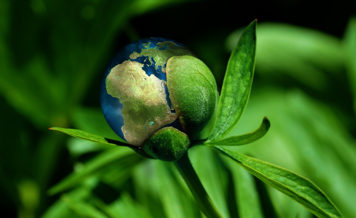 Africa Doesn’t Need More Climate Pledges. It Needs Capital.