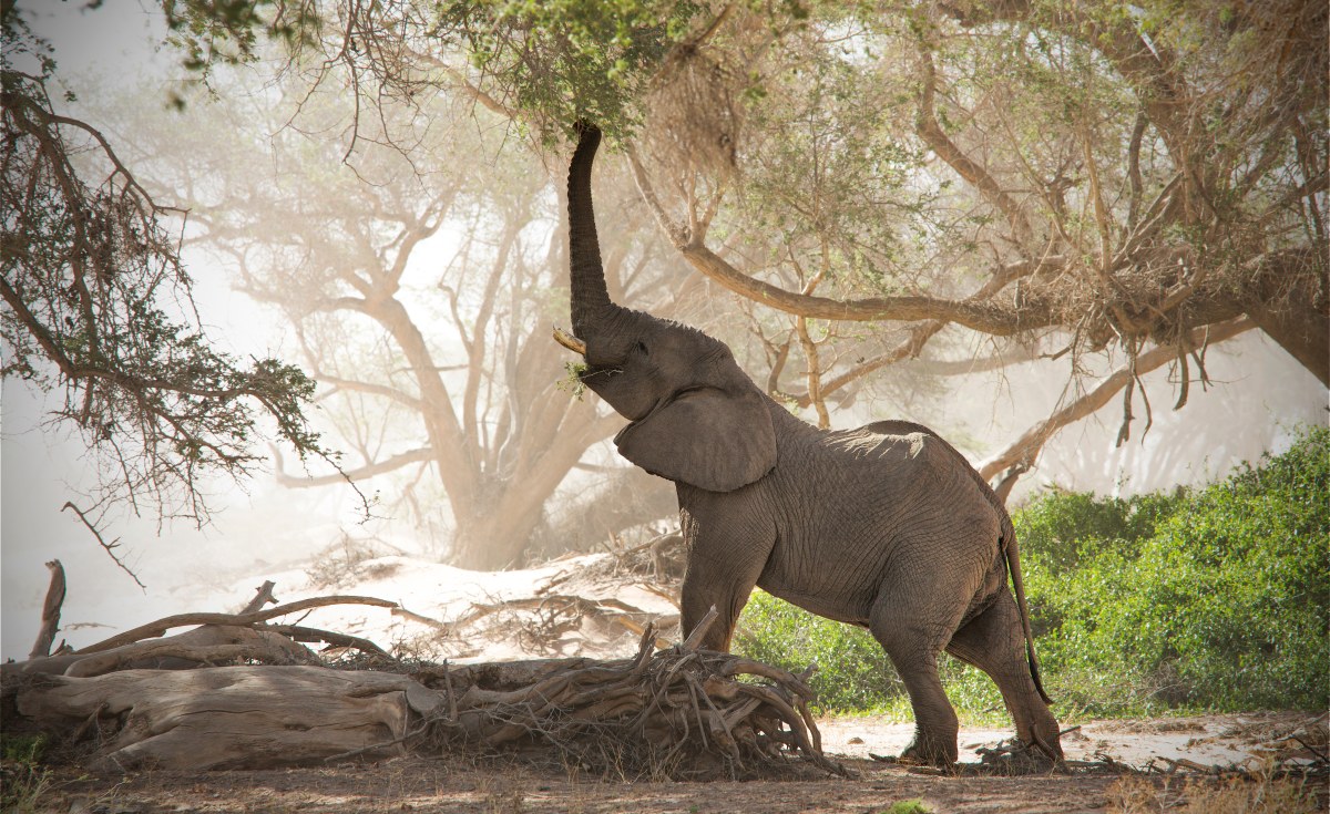 Rwanda: Kenyans Triggered After Spanish Tourist Pours Beer Down Elephant Trunk