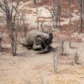 Sharp Spike in Poaching of Botswana's Elephants