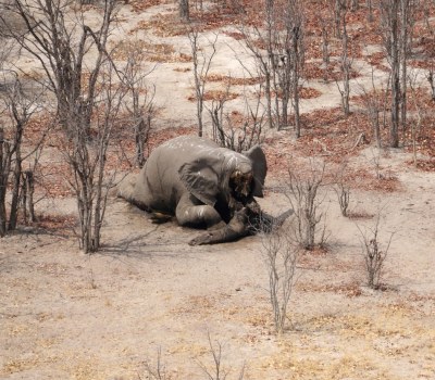 Sharp Spike in Poaching of Botswana's Elephants