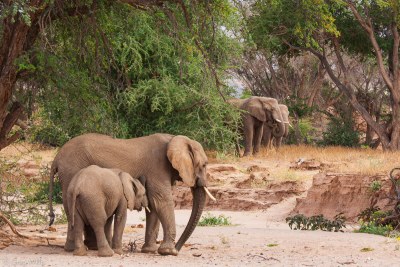 Desert elephants at the Huab River in Namibia (file photo).