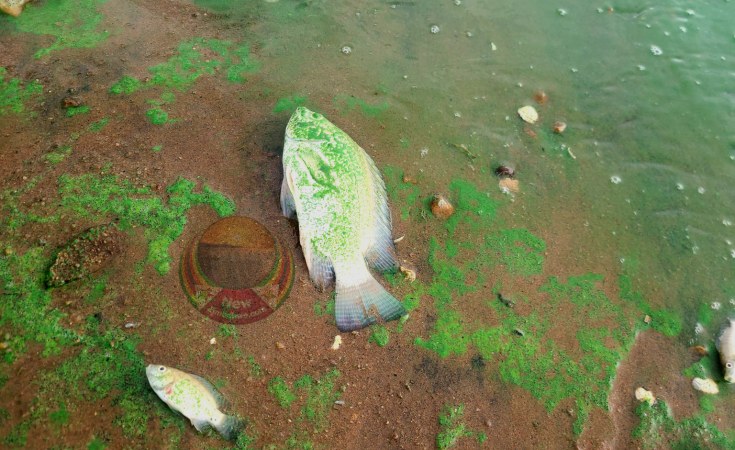 Pollution Outcry: Zimbabwe Locals Fight for Lake Chivero's Future