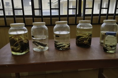 The Lassa virus is transmitted to humans mainly through handling infected rats, food or household items contaminated by the rats’ urine and faeces.